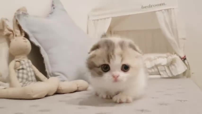 ๐๐Beautiful and intelligent kitten.๐๐