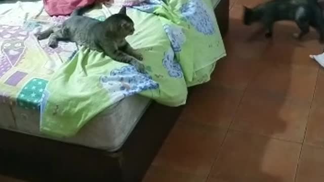 Tootsie girl trying to play with Charlie boy :P