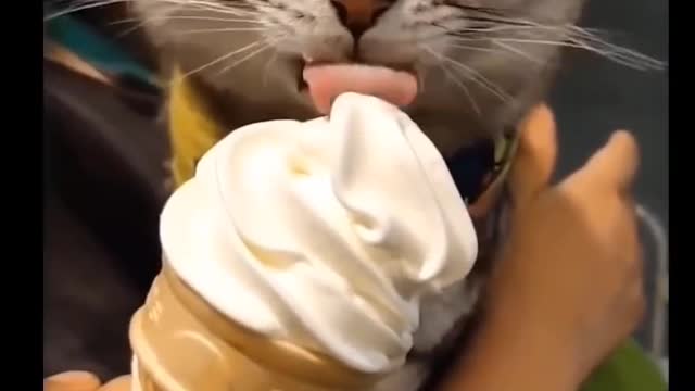 Cutest Cat Videos Compilations that you'll jus LOVE