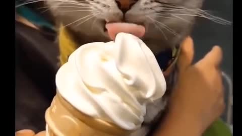 Cutest Cat Videos Compilations that you'll jus LOVE