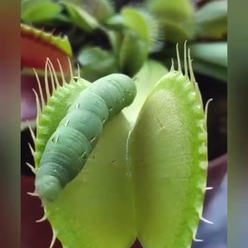 She can't be a butterfly anymore.