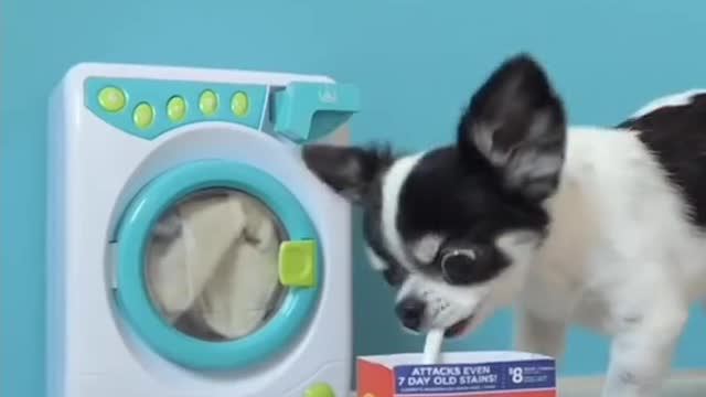 Little puppy loading washing machine so cute..