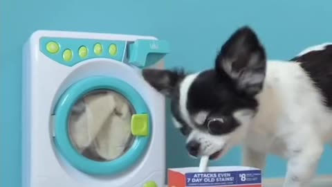 Little puppy loading washing machine so cute..