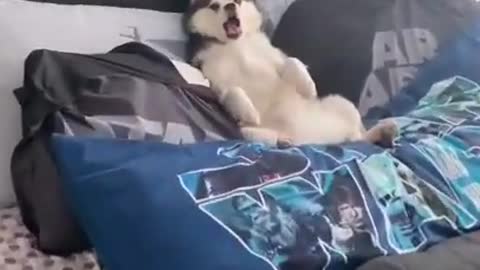 Husky video laying in bed