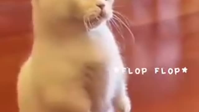 CUTEST CAT -