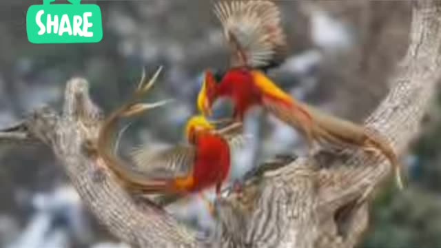 Some of the strangest and weirdest creatures on earth