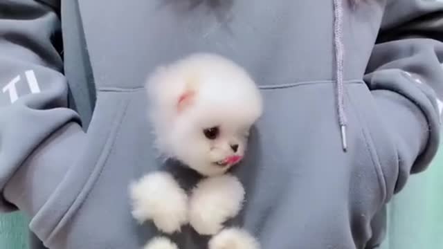 Funny dog cute Pomeranian