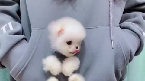 Funny dog cute Pomeranian