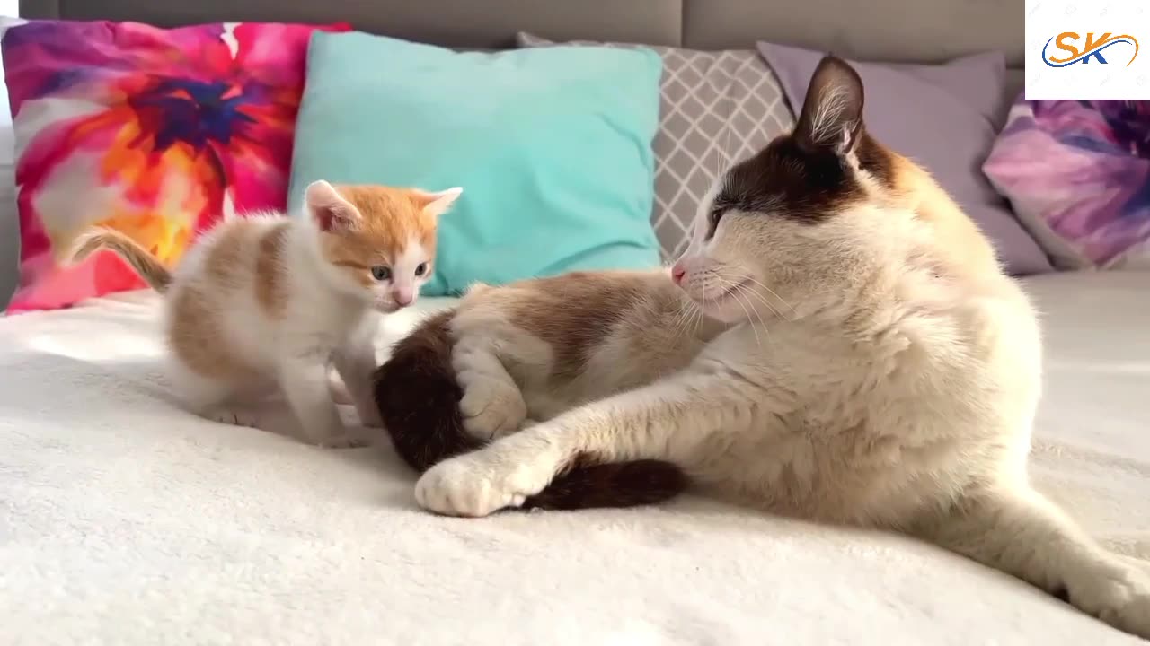 Funny Cat Reaction to Puppies [Kitty sees them for the First Time]