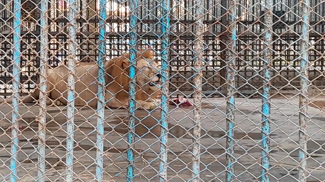 Lion is eating