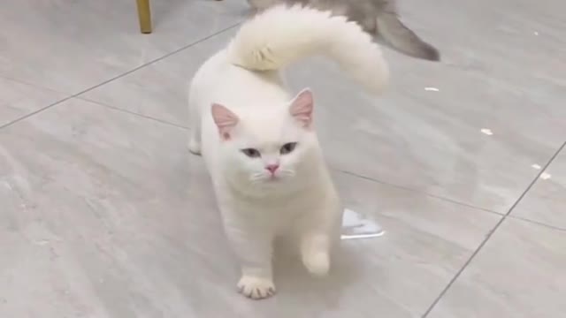 Cute cat