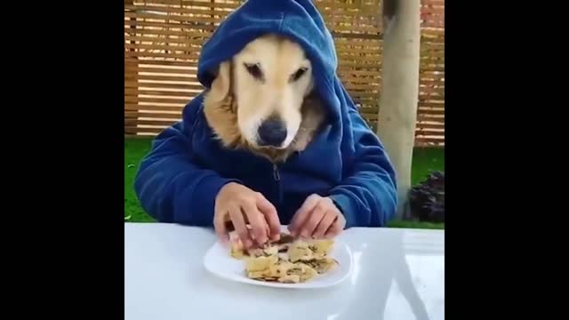 Funniest Dog Eating Moments Videos 2021 –Part 03