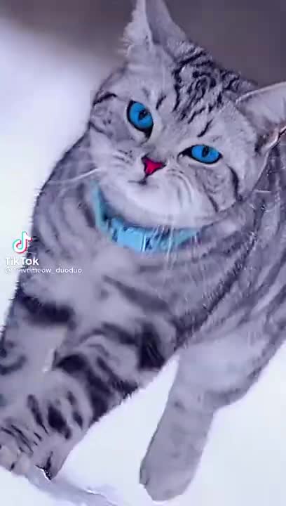 American_Blue_Eyes_Cat_😱_#shorts_#awesome_#funny_#american_#cat_#catlover_#animals)