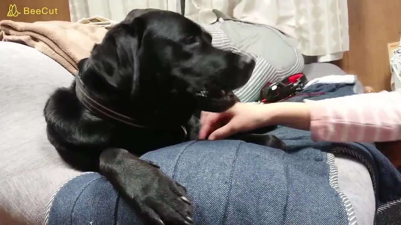 Labrador toothpaste