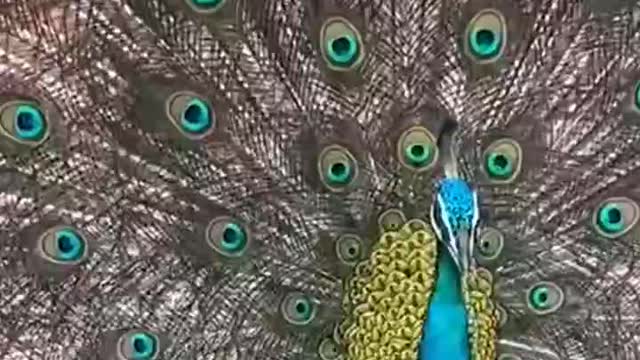 It is amazing video for peacock.