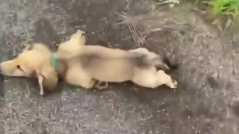 Maybe he needs attention 😢😂😂😂