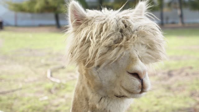 This Llama Looks Like Me When I Wake Up In The Morning - Shocking Hairstyle