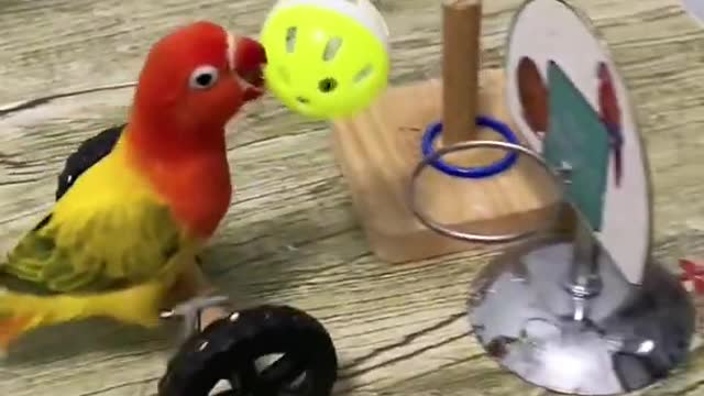 Parrot Punny Moment | Parrot Video