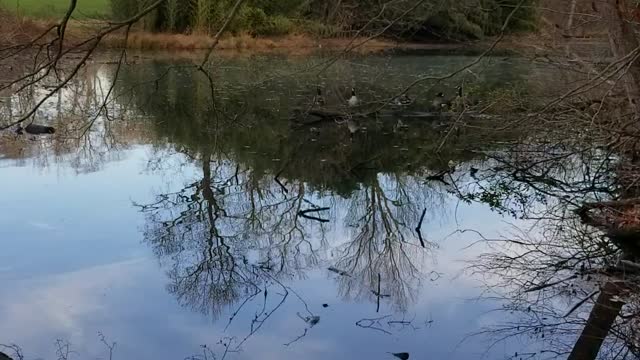 Canadian geese hanging out at the pond on the golf course