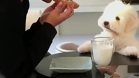 Chan puppy