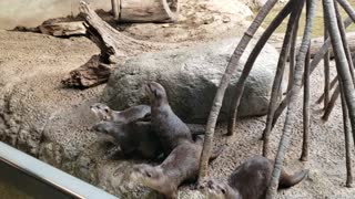 Otters playing