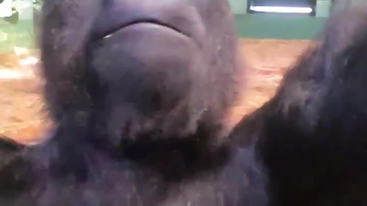 Naughty young gorilla annoys his auntie! #gorilla #play