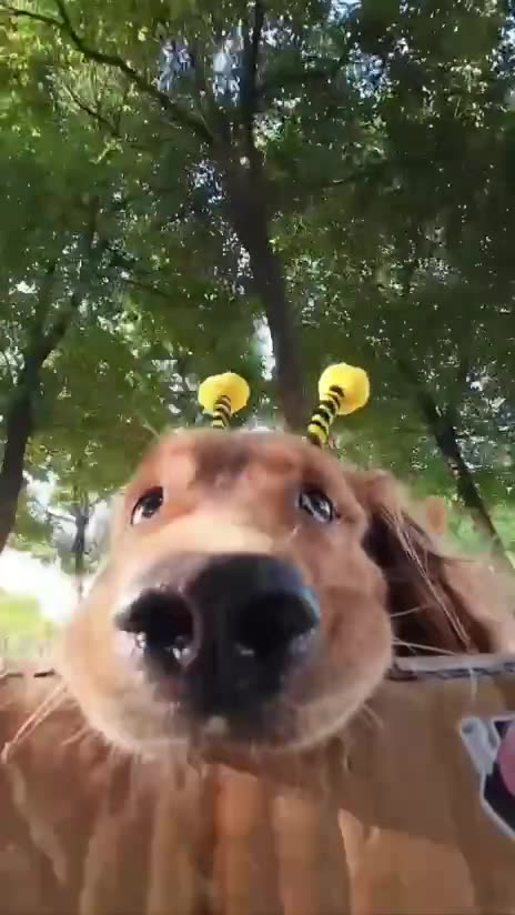 Doggy courier service