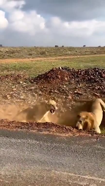 When the lioness is very angry with the lion