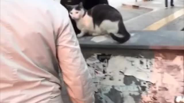 Crazy Cats ✪ Funny Cats ✪ TRY NOT TO LAUGH!