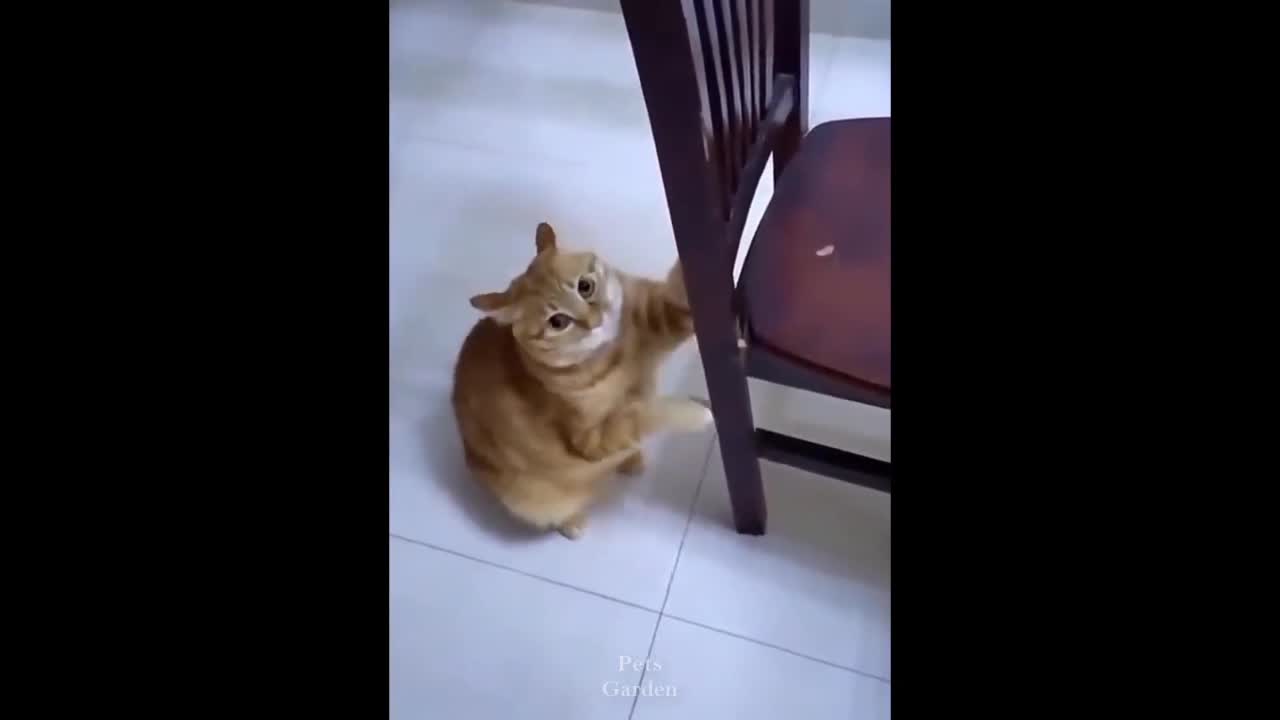 Funny cat🐱 video