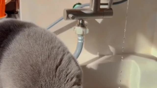 stay with the cat