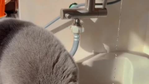 stay with the cat