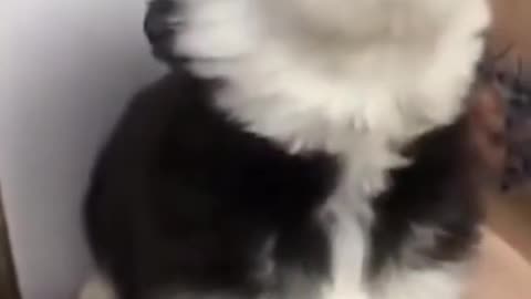 Cute baby husky learning to howl... So adorable ☺️☺️☺️