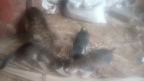 Indian 😺cat 😸 drink milk with kity in farm