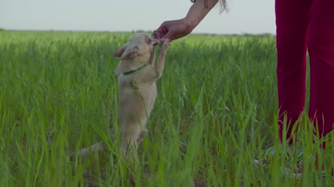 dog puppy pet animal canine friend playing