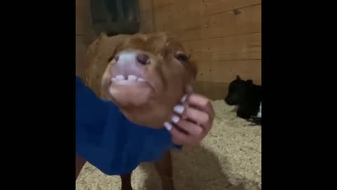 A beloved cow