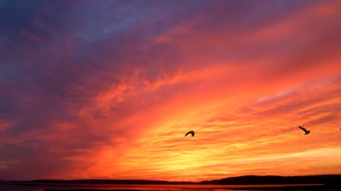 Beautiful birds with sun