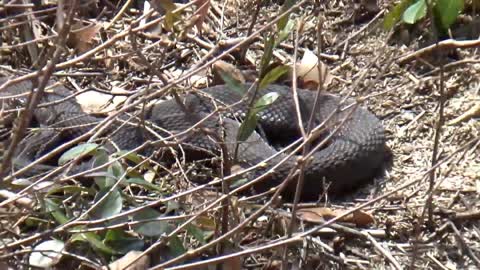 Snake