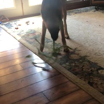 Adventures of maggie