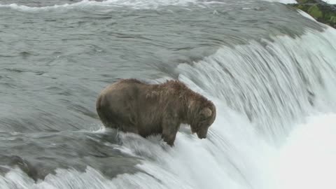 How does a bear catch a salmon