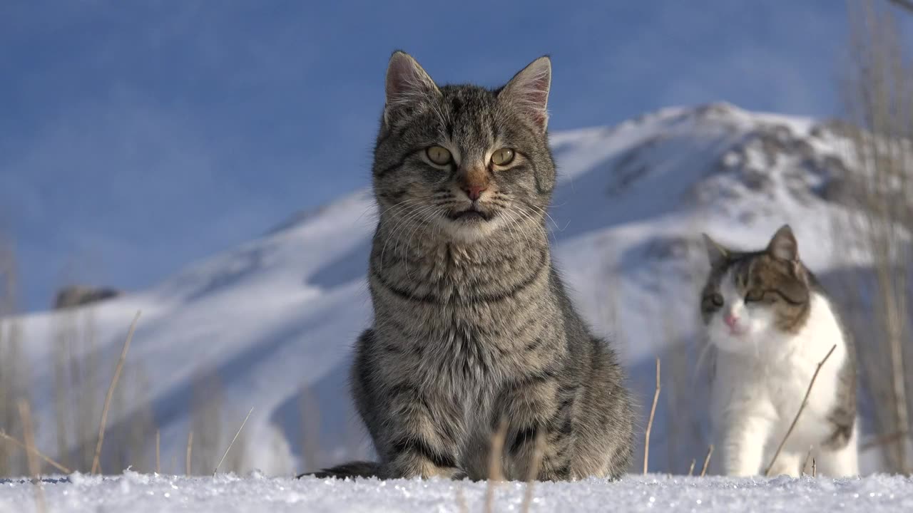 A couple of cats in the snow
