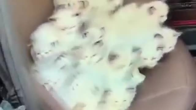 Cute Kitten Inside Car