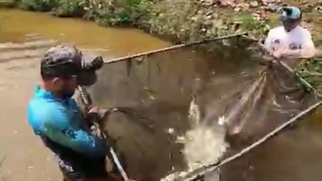 pirarucu gigante no peneirão