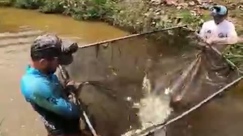 pirarucu gigante no peneirão