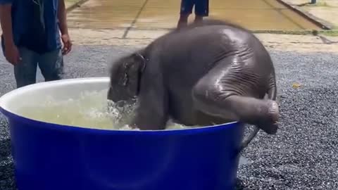 Sweetest baby elephant takes a bath