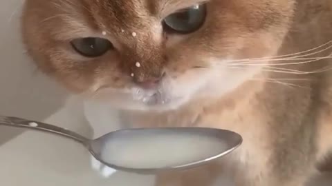 Cute little cat drinking milk