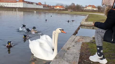 The boy wants to touch the swan