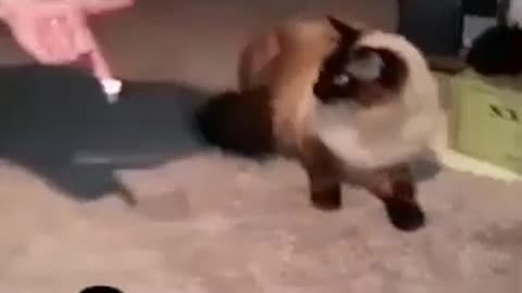Funny Cat 😺😂 video