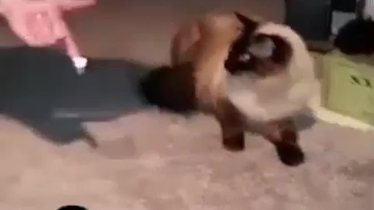 Funny Cat 😺😂 video