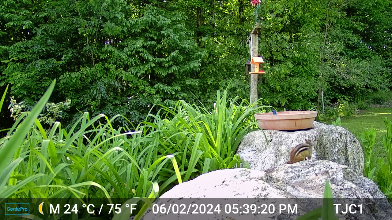 Chipmunk, Indigo Bunting Bathing